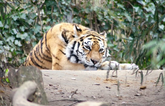 siberian tiger (Pantera tigris altacia)
