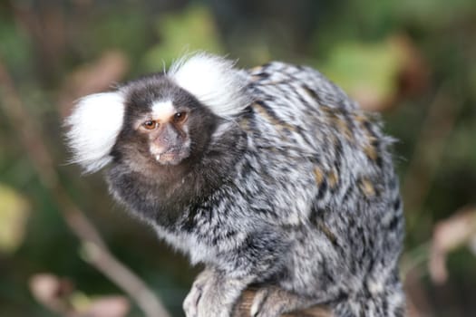 Common Marmoset (Callithrix jacchus), a small primate from Brazil