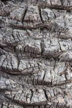 Bark texture background. Close-up of a light gray brown palm tree bark in spain with a hilly uneven surface whereby the natural sunlight caused different shadows on background. Very interesting pattern.