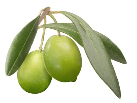 Two green olives on branch with leaves (Olea europaea fruits), isolated