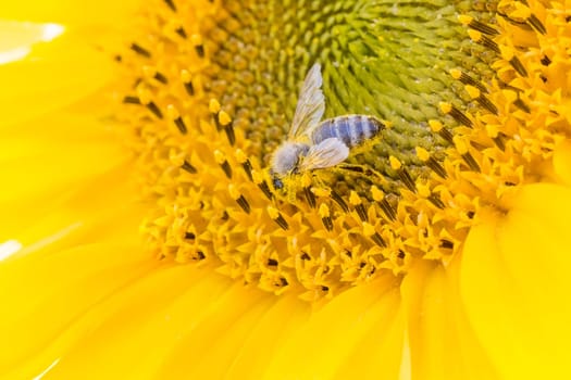 Animal sitting at sunny summer sun flower. Important collect environment ecology sustainability. Awareness of nature climate change.