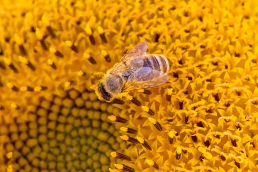 Animal sitting at sunny summer sun flower. Important collect environment ecology sustainability. Awareness of nature climate change.