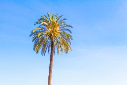 Huge lonely palm at foreign holiday coast. Beautiful symbol of tourism vacation trip travelling to holiday dream island. Copypace.
