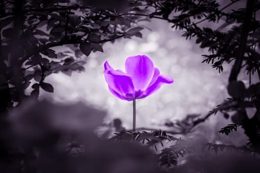 The flower is symbol for power of life and mind strength beyond grief death and sorrows. Also symbolizes healing of stress or burnout.