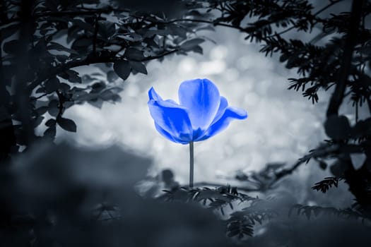The flower is symbol for power of life and mind strength beyond grief death and sorrows. Also symbolizes healing of stress or burnout.