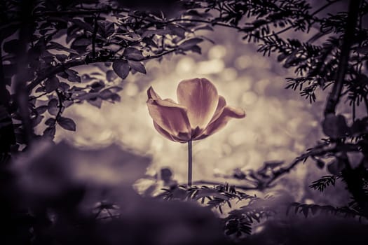 The flower is symbol for power of life and mind strength beyond grief death and sorrows. Also symbolizes healing of stress or burnout.