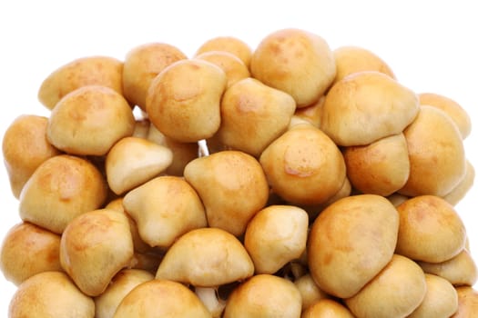 Japanese fresh nameko mushroom on white background