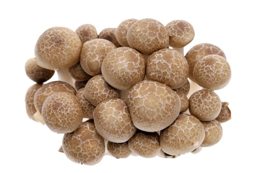 Japanese fresh shimeji mushroom on white background