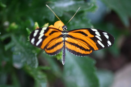 A very nice colorful butterfly