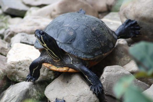 A small tortoise (Testudinidae)