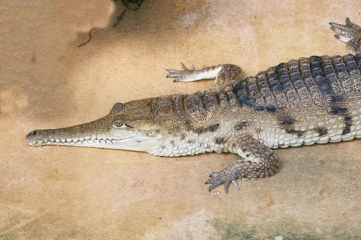 Detail view of a crocodile on the water tepid gestures
