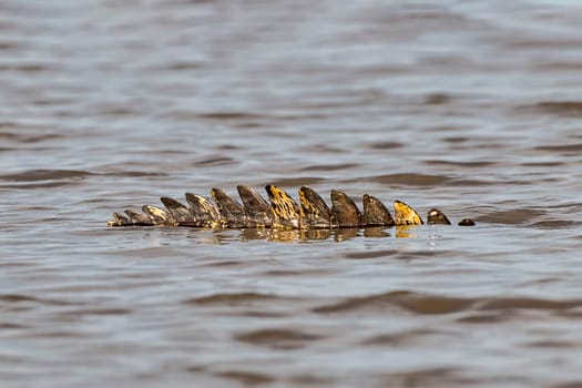 Spectacled caiman (Caiman crocodilus yacare) hidden in the water,Pantanal,Mato Grosso,Brazil