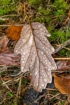 Oak leaf with dew drops and stalk in autumnal colors On a forest floor with pine needles, moss and foliage