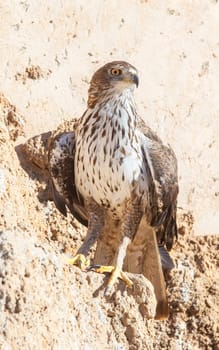 Short-toed snake eagle or Circaetus gallicus perched on rock slope. Evening shot