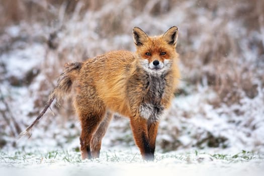 Red fox, vulpes vulpes, infected with mange without fur on the tail in winter standing on snow. Wild predator in nature with snowflakes falling around. Seasonal frosty wildlife scenery from wilderness