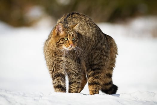 A striped european wildcat, felis silvestris, having a guard in the snowy meadow. An endangered wild tom looking to the distance and to the right of the camera with his beautiful green eyes.
