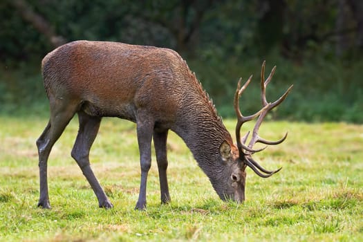 Elegant red deer stag, cervus elaphus, grazing on nutritious juicy grass on a fresh green meadow. Wild mammal feeding in wilderness.
