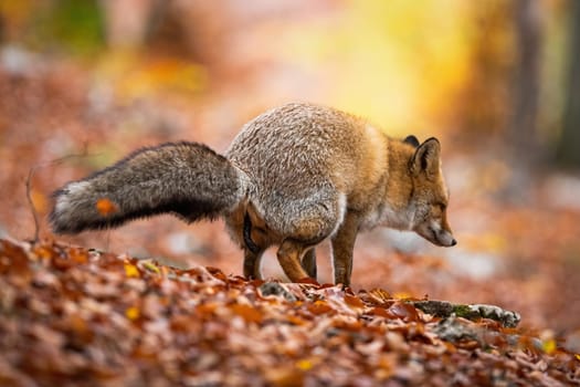 Furry red fox, vulpes vulpes, excrementing and marking territory in autumnal forest with colorful leaves on the ground. Wild mammal in woodland making a poop.
