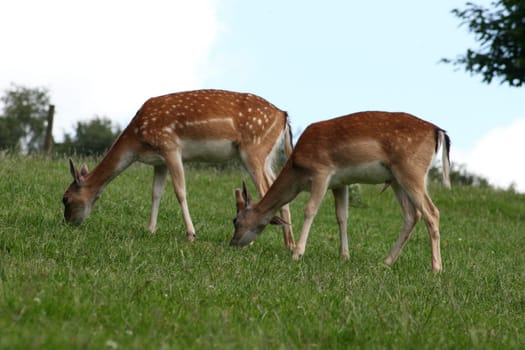 two deer on a green glade