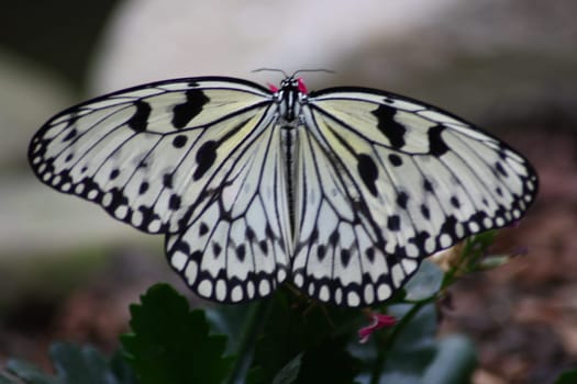 A very nice colorful butterfly