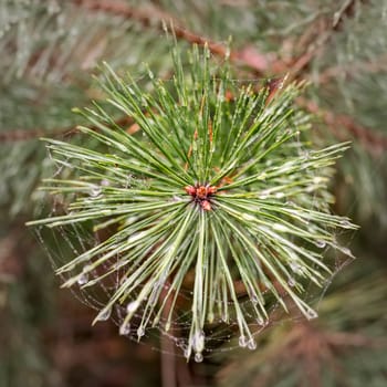 View from above on a young shoot a pine tree with dew drops and blurred background