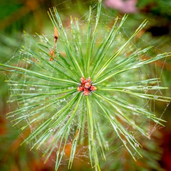 View from above on a young shoot a pine tree with dew drops and blurred background