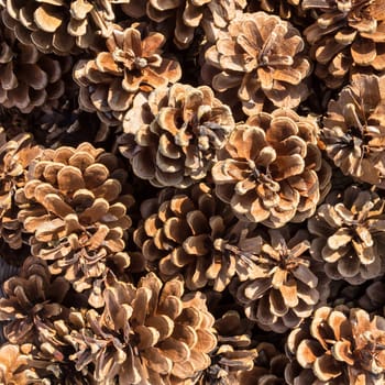 Background of pine cones. Decoration that is used on Christmas holidays.