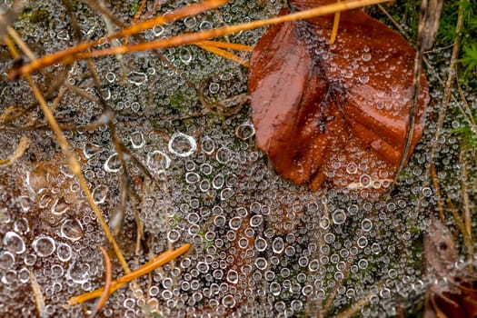 Spider web full of small dew drops on the forest floor with pine needles and autumnal foliage