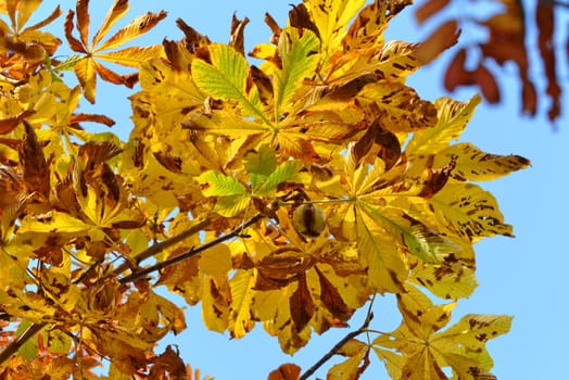 ripe chestnut