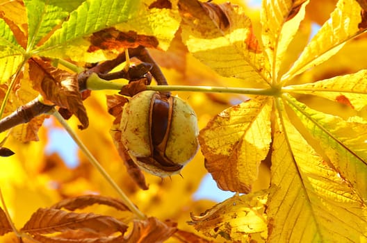 ripe chestnut