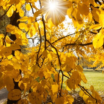 Yellow autumn leaves on tree branch with sunshine on top