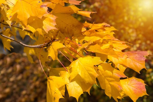 Yellow autumn leaves on maple tree branch with sunshine on top
