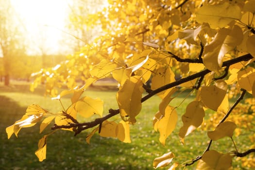 Yellow autumn leaves on tree branch with sunshine on top