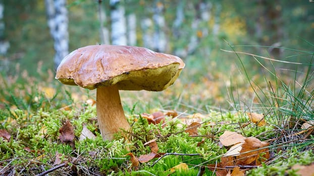 a porcini mushroom (Boletus edulis) in the autumn in the forest