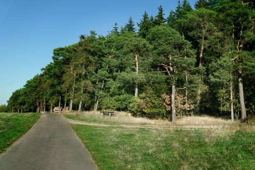 Scenic landscape with trees in forest in autumn.