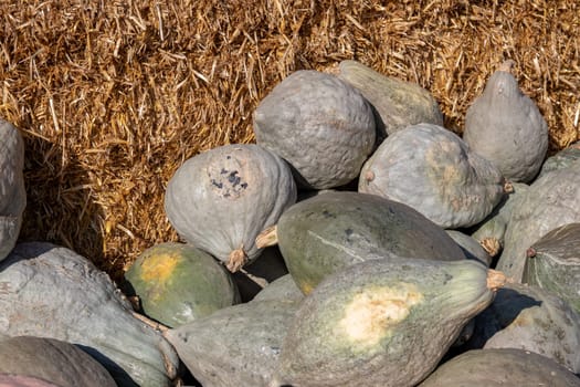Pumpkin on market. A large collection of colorful Blue Hubbard pumpkins or gourds on market on a sunny autumn day. Beautiful background for natural health and nutrition concept.