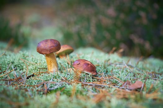 bay boletus (Imleria badia) in a forest in autumn