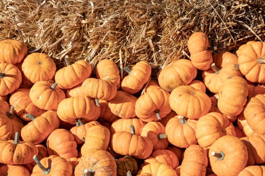 Pumpkin on market. A large collection of colorful pumkins or gourds on market on a sunny autumn day. Beautiful background for natural health and nutrition concept.
