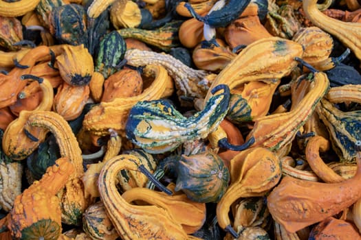 Pumpkin on market. A large collection of colorful pumpkins or gourds on market on a sunny autumn day. Beautiful background for natural health and nutrition concept.