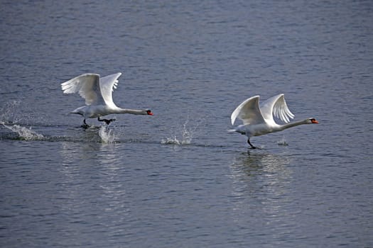 Rivalry among swans