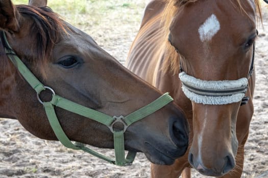 Love between horses. The image shows the greet tender love between two horses on the pasture. Side and front view portrait of animal head.