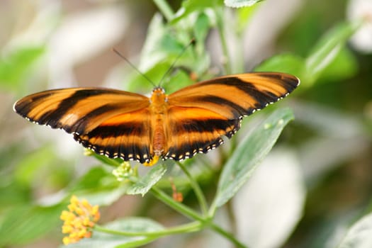 A very nice colorful butterfly
