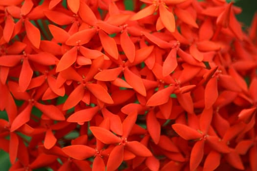 jungle geranium  (Ixora coccinea)