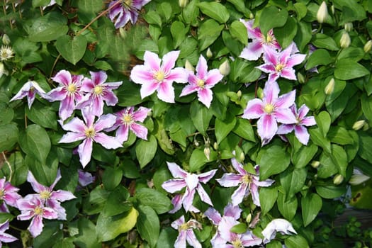 Closeup of a pink flowering clematis (Clematis)