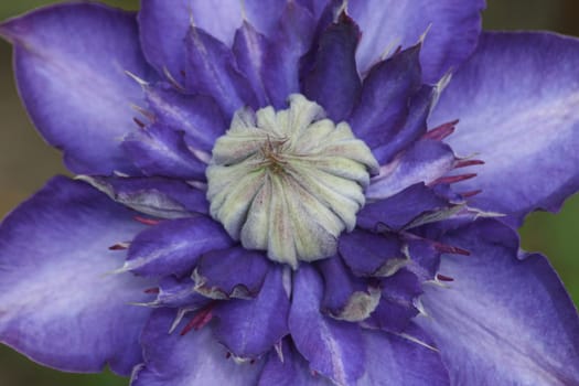 Closeup of a blue flowering clematis (Clematis)
