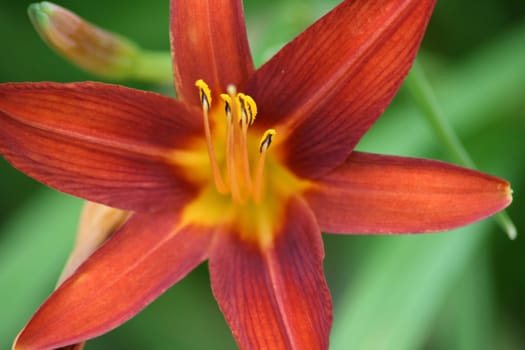 Closeup of a red flower blooming