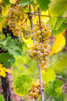 Ripe yellow grapes hang in the direct backlight of the sun on the bush