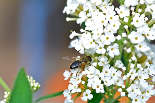 Bee-like hover fly   (  Eristalis  )  on white summer lilac with copy space