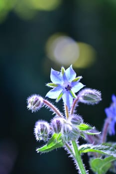 A  borage flowers    (  Borago officinalis  )  in the back light , in the garden in front of green nature with bokeh and plenty of copy space