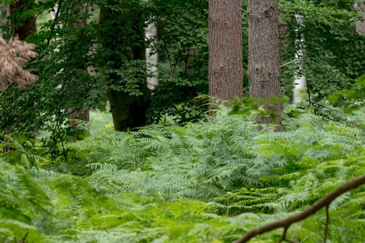 German Moor forest landscape with fern, grass and deciduous trees in summer as background